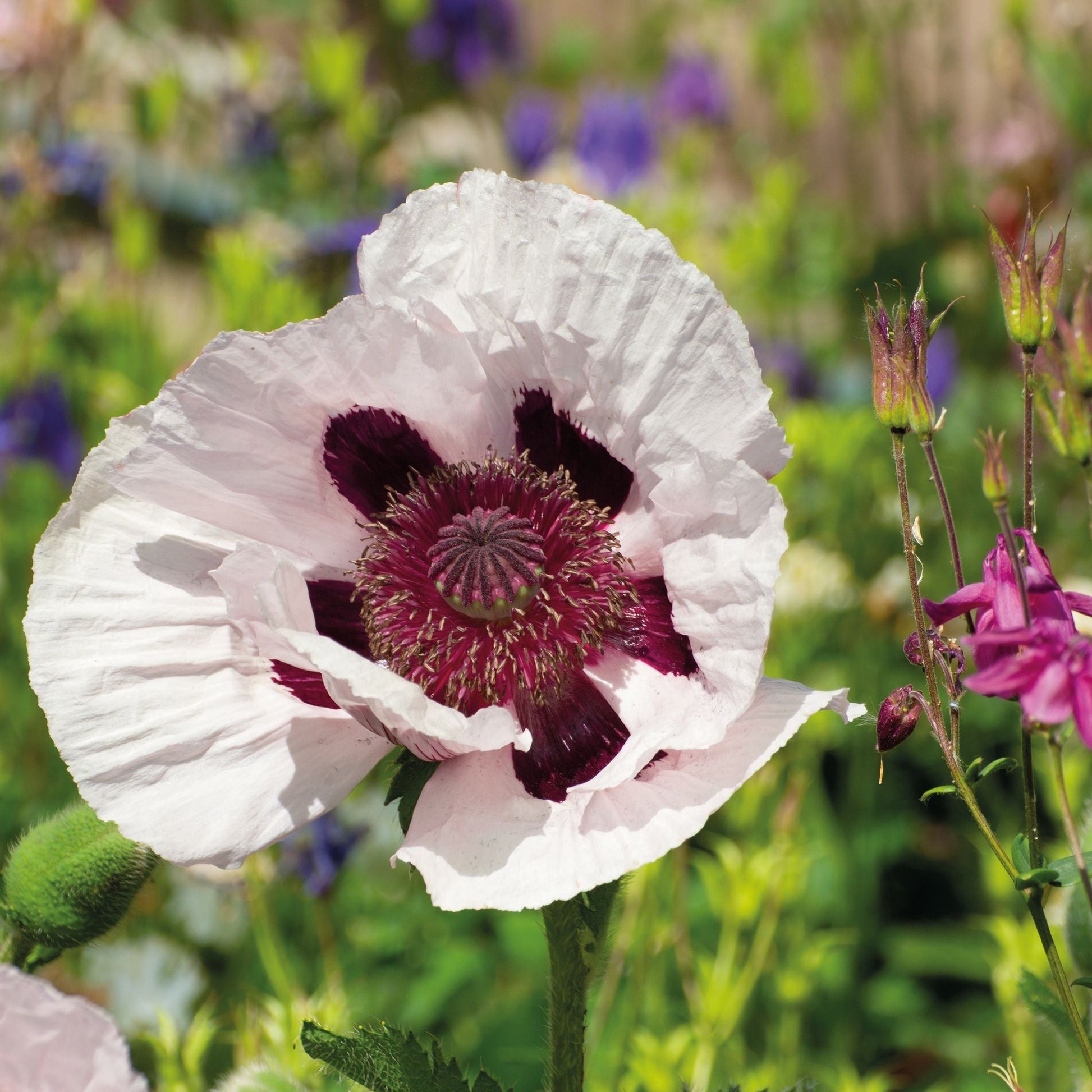 Mohn, Papaver 'Royal Wedding'