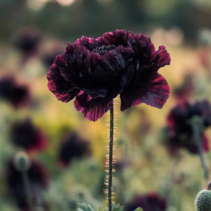 Mohnsamen 'Black Paeony' - 400 Biosamen