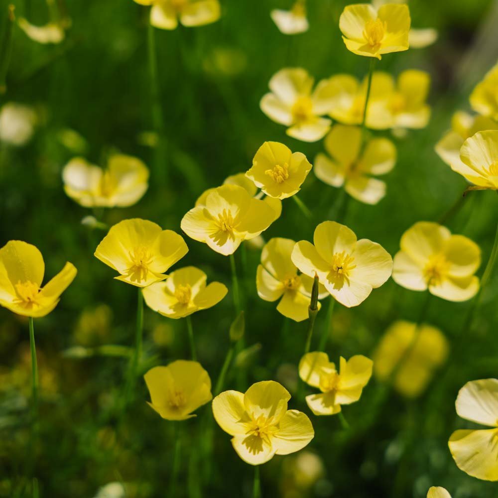 Mohnsamen 'Foothill' - 100 Biosamen