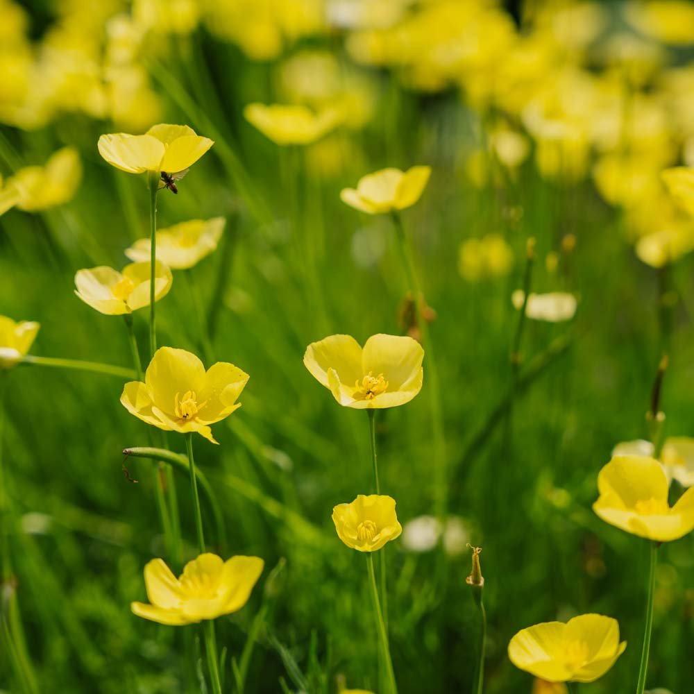 Mohnsamen 'Foothill' - 100 Biosamen