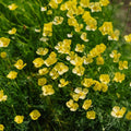 Mohnsamen 'Foothill' - 100 Biosamen