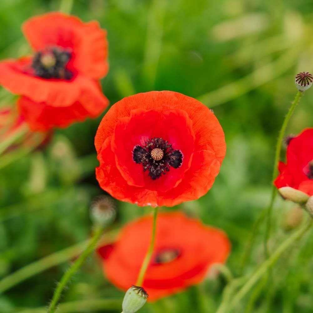 Mohnsamen Mischung 'Poppy Mix' - 700 Biosamen