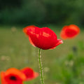 Mohnsamen Mischung 'Poppy Mix' - 700 Biosamen