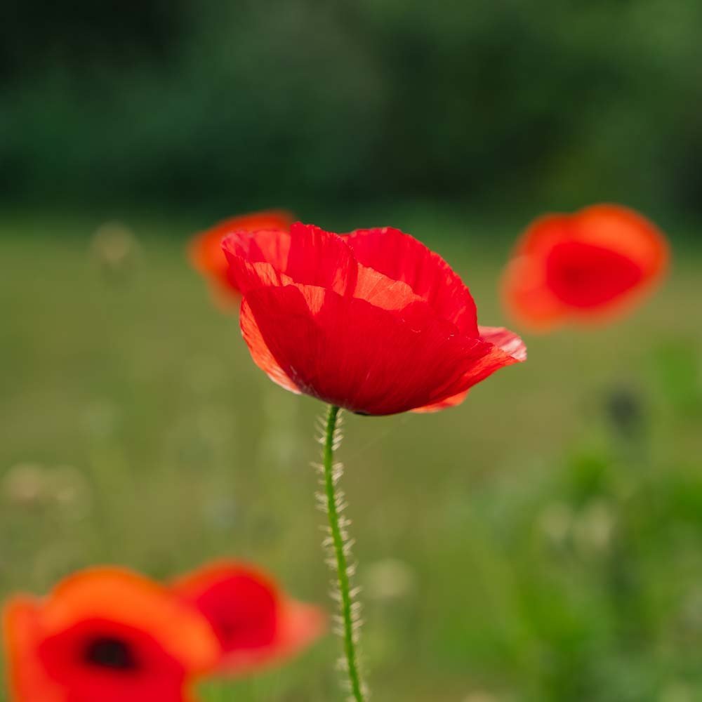 Mohnsamen Mischung 'Poppy Mix' - 700 Biosamen