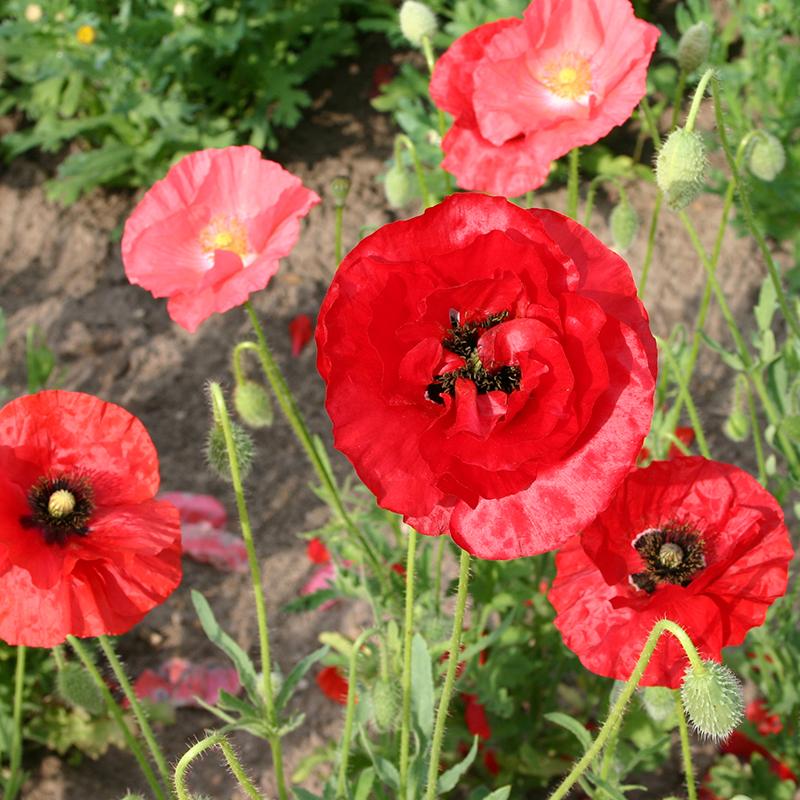 Mohnsamen Mischung 'Poppy Mix' - 700 Biosamen