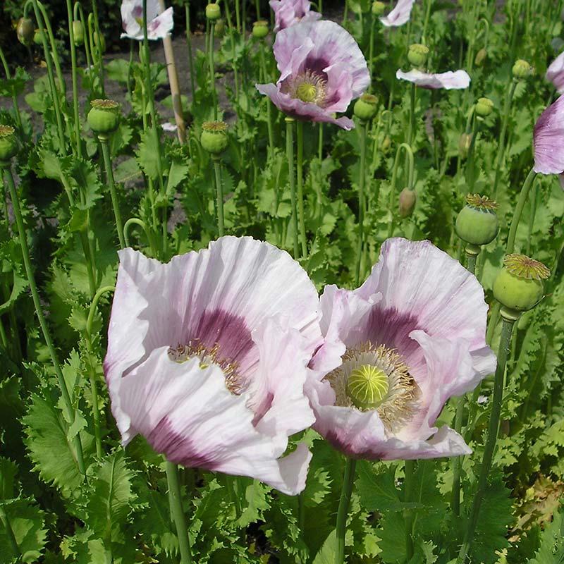 Mohnsamen 'White' - 400 Biosamen