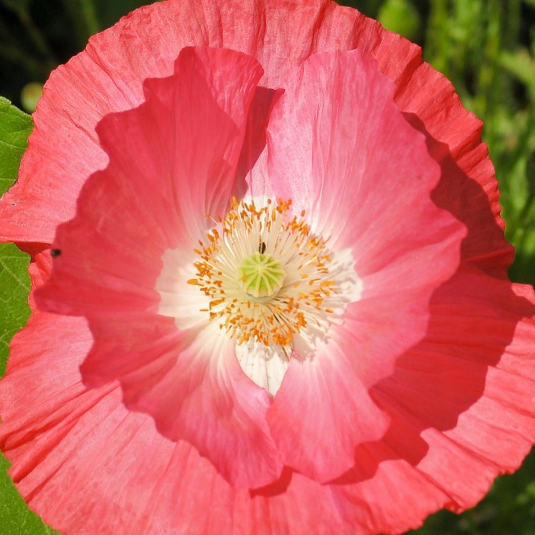 Mohnsamen 'White & Red' - 700 Biosamen