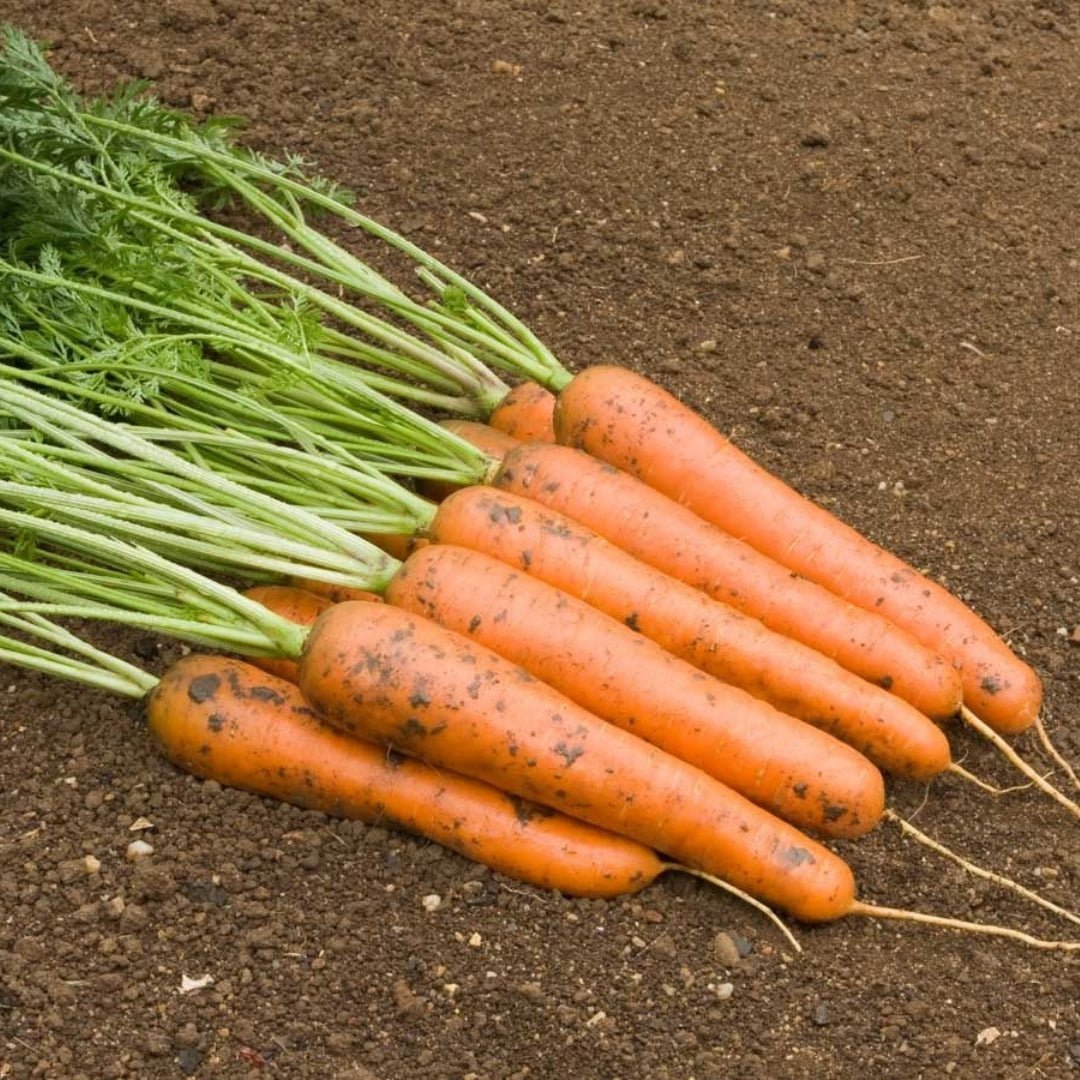 Möhrensamen 'Rodelika' - 500 Biosamen