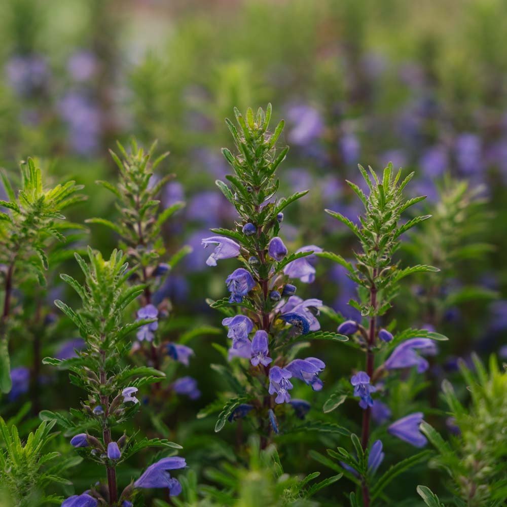 Moldawische Drachenkopf Samen 'Moldavian Dragonhead' - 150 Biosamen