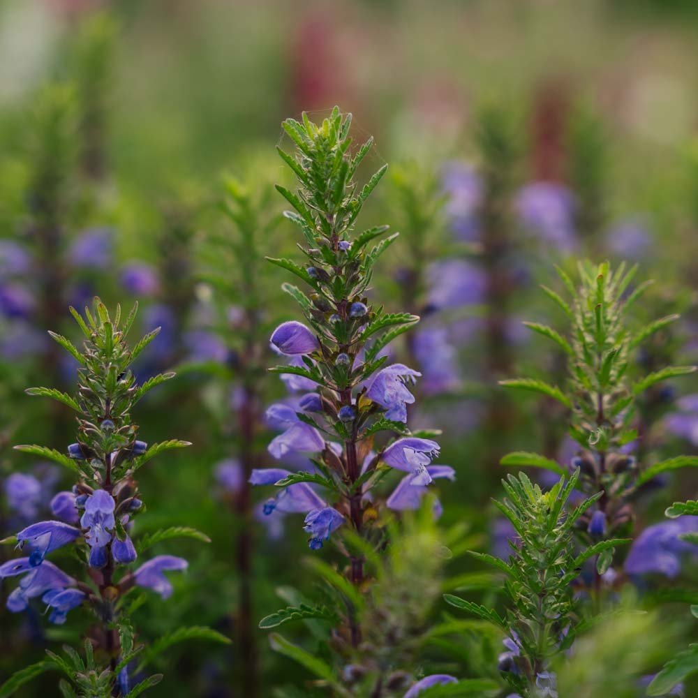 Moldawische Drachenkopf Samen 'Moldavian Dragonhead' - 150 Biosamen