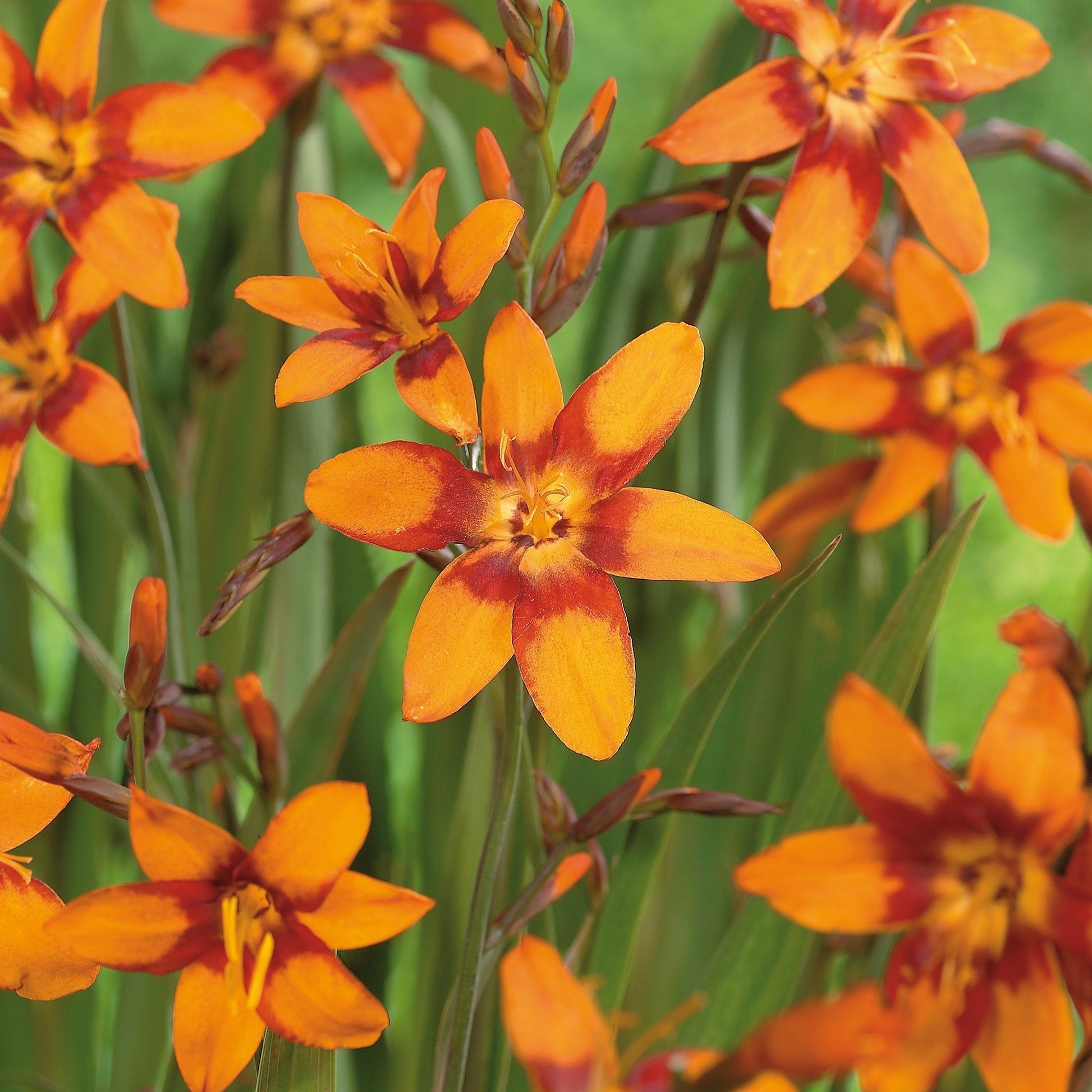 Montbretie, Crocosmia 'Emily McKenzie'