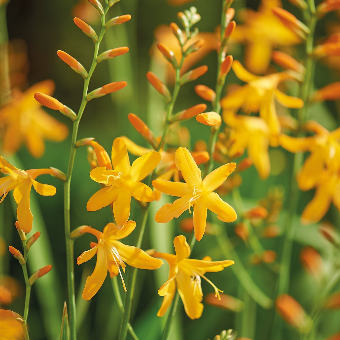 Montbretie, Crocosmia 'George Davison'