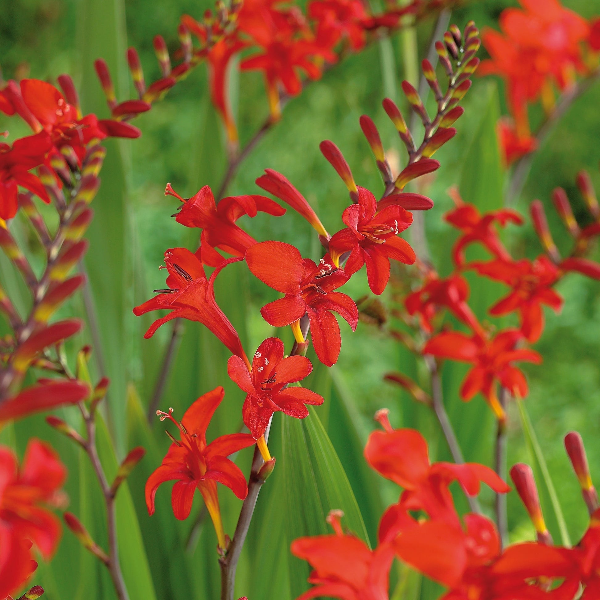 Montbretie, Crocosmia 'Lucifer'