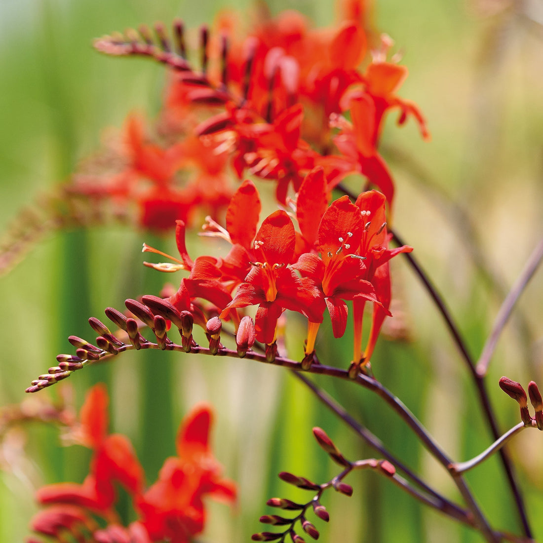 Montbretie, Crocosmia 'Red King'