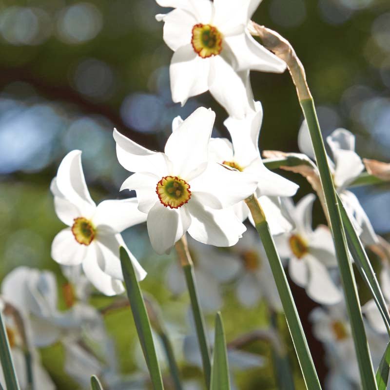 Narcissus 'Recurvus'