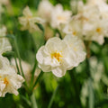 Narcissus 'Sir Winston Churchill'