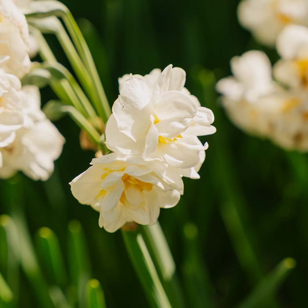 Narzisse 'Bridal Crown'
