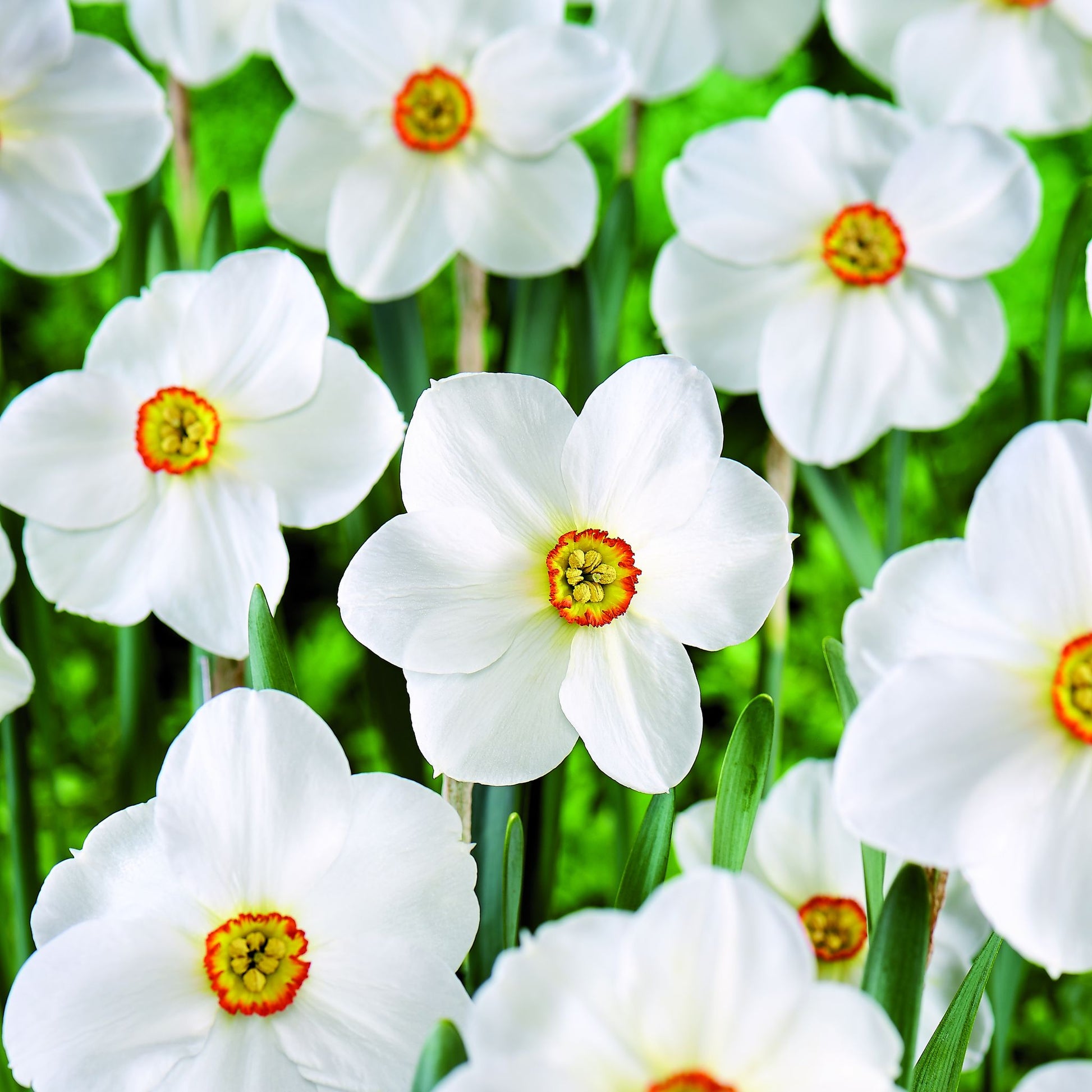 Narzisse, Narcissus 'Actea'