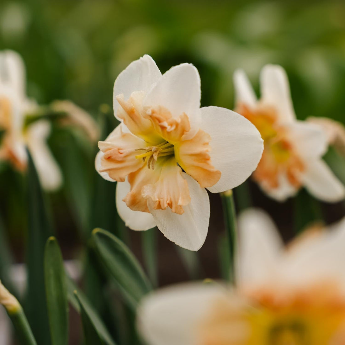 Narzisse, Narcissus 'Apple Pie'
