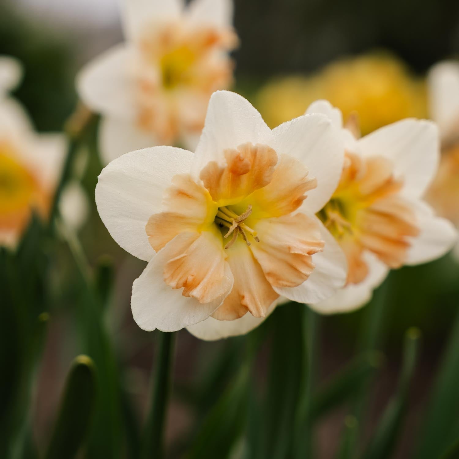 Narzisse, Narcissus 'Apple Pie'