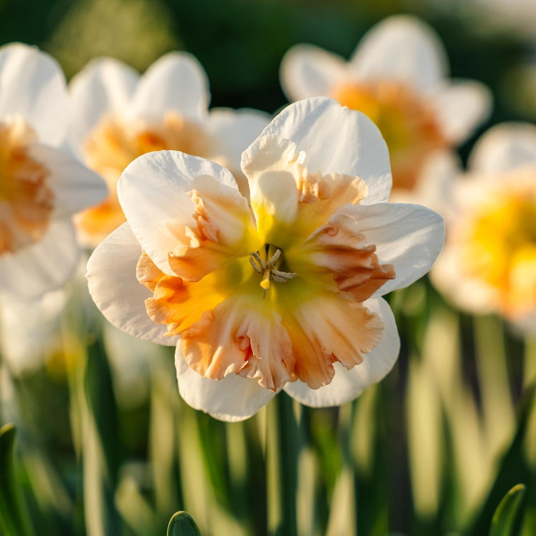Narzisse, Narcissus 'Apple Pie'