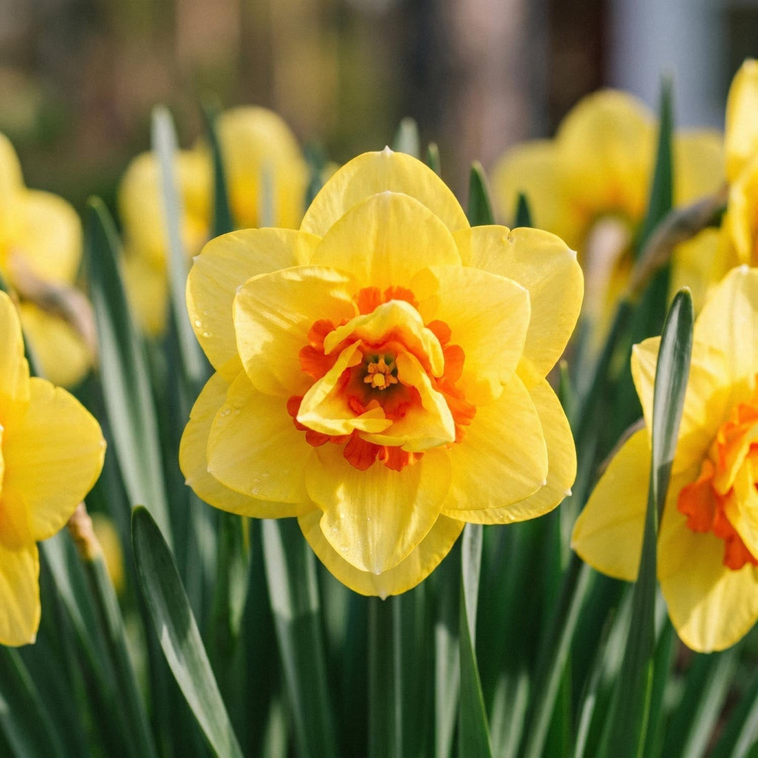 Narzisse, Narcissus 'Ascot'