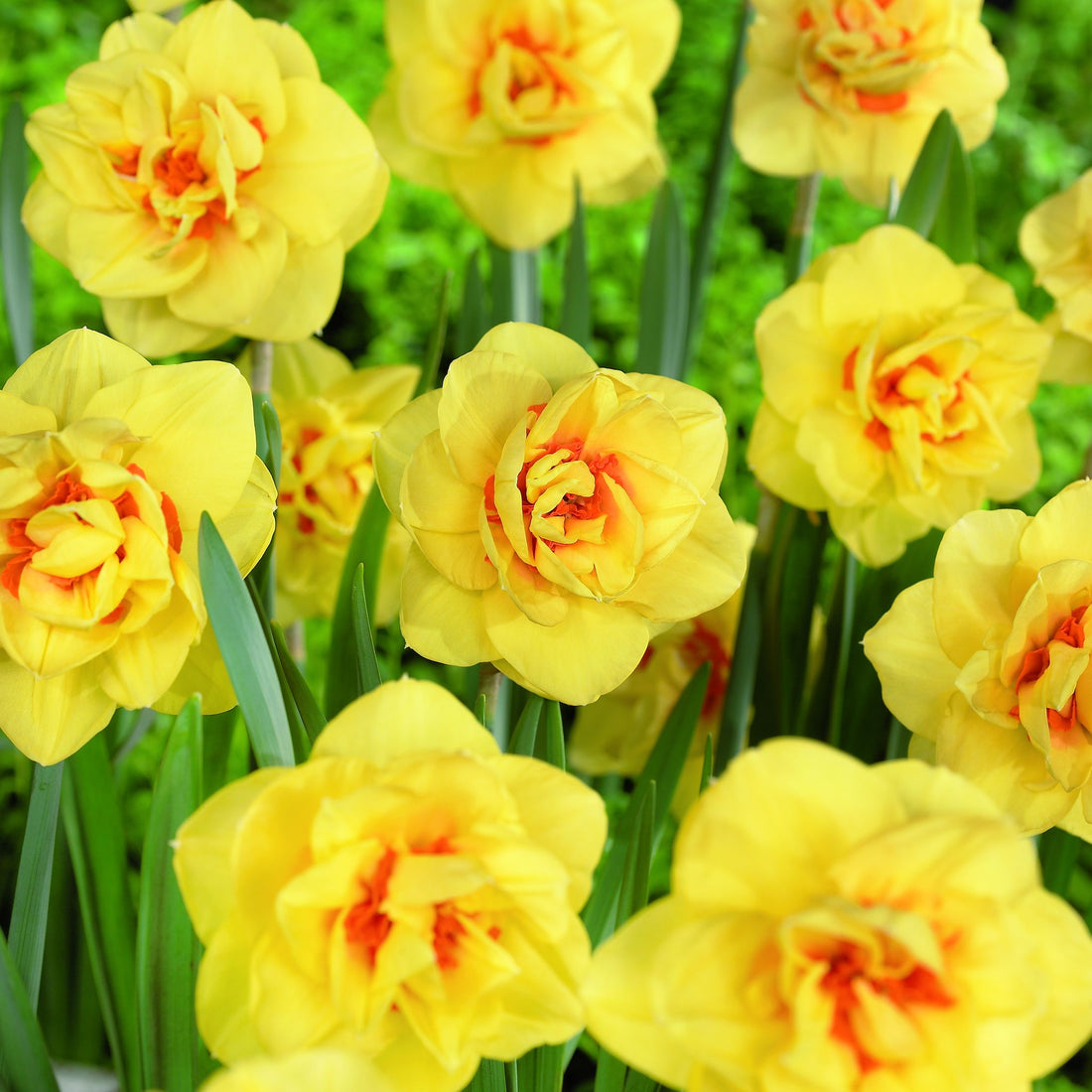 Narzisse, Narcissus 'Ascot'