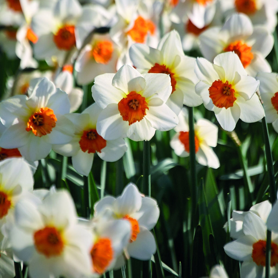 Narzisse, Narcissus 'Barrett Browning'