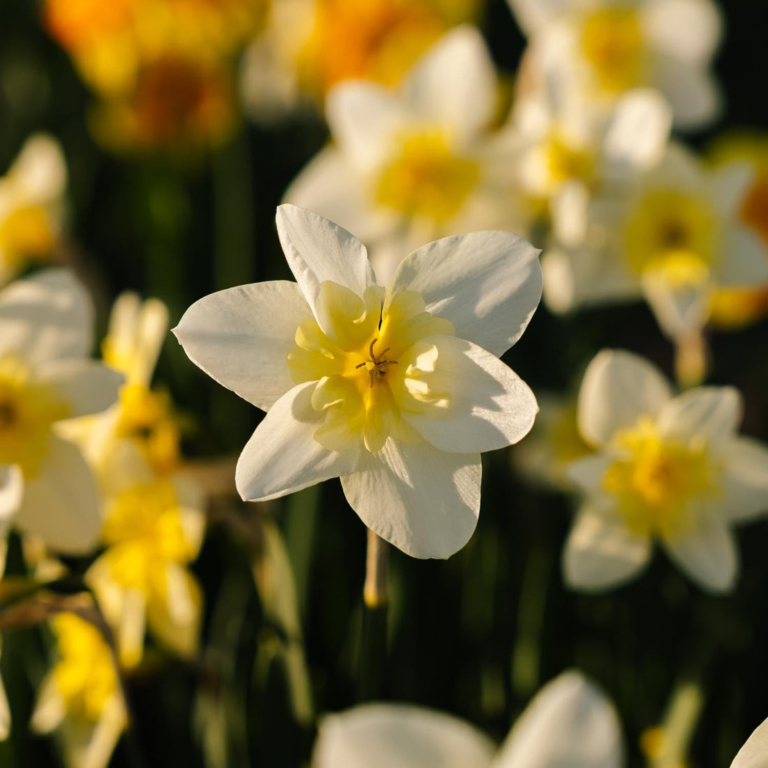 Narzisse, Narcissus 'Bella Estrella'