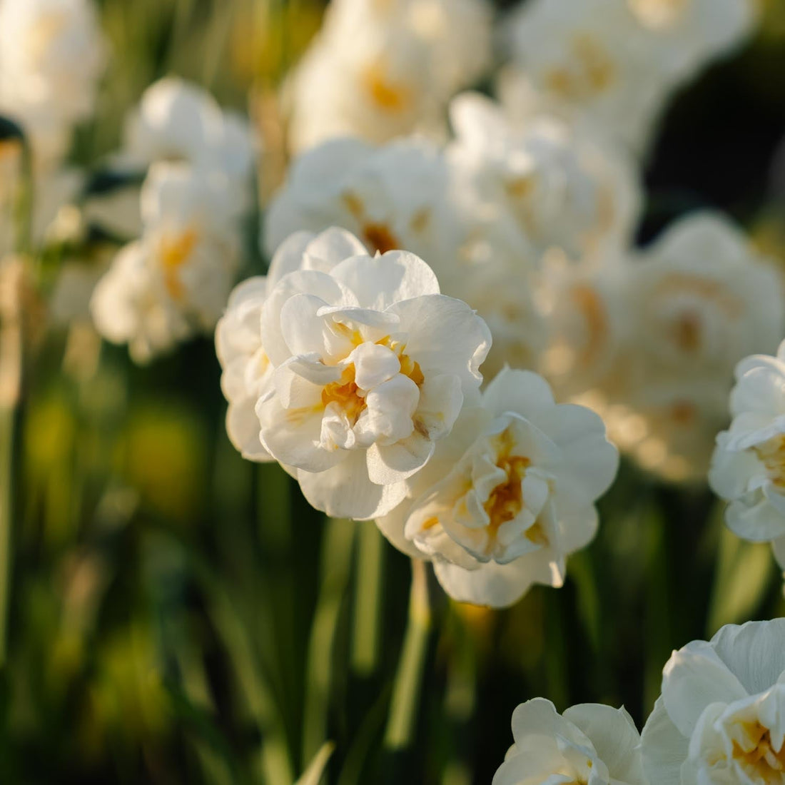 Narzisse, Narcissus 'Bridal Crown'