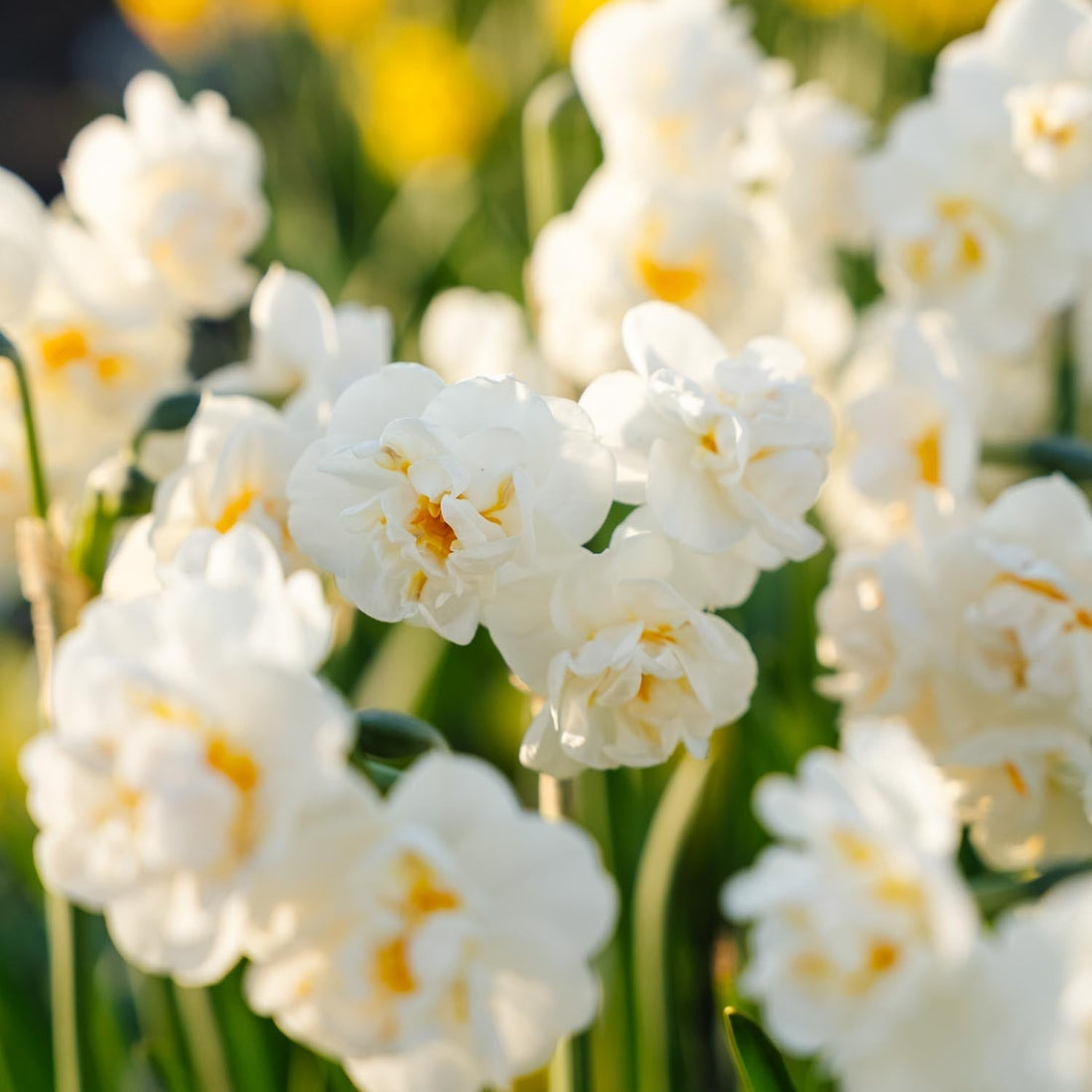 Narzisse, Narcissus 'Bridal Crown'