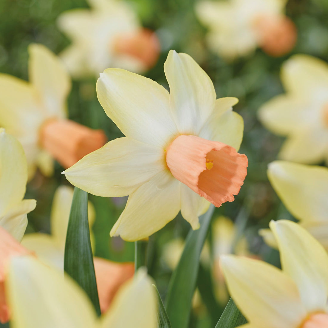 Narzisse, Narcissus 'Carice'