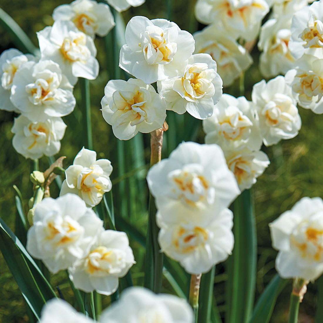 Narzisse, Narcissus 'Cheerfulness'