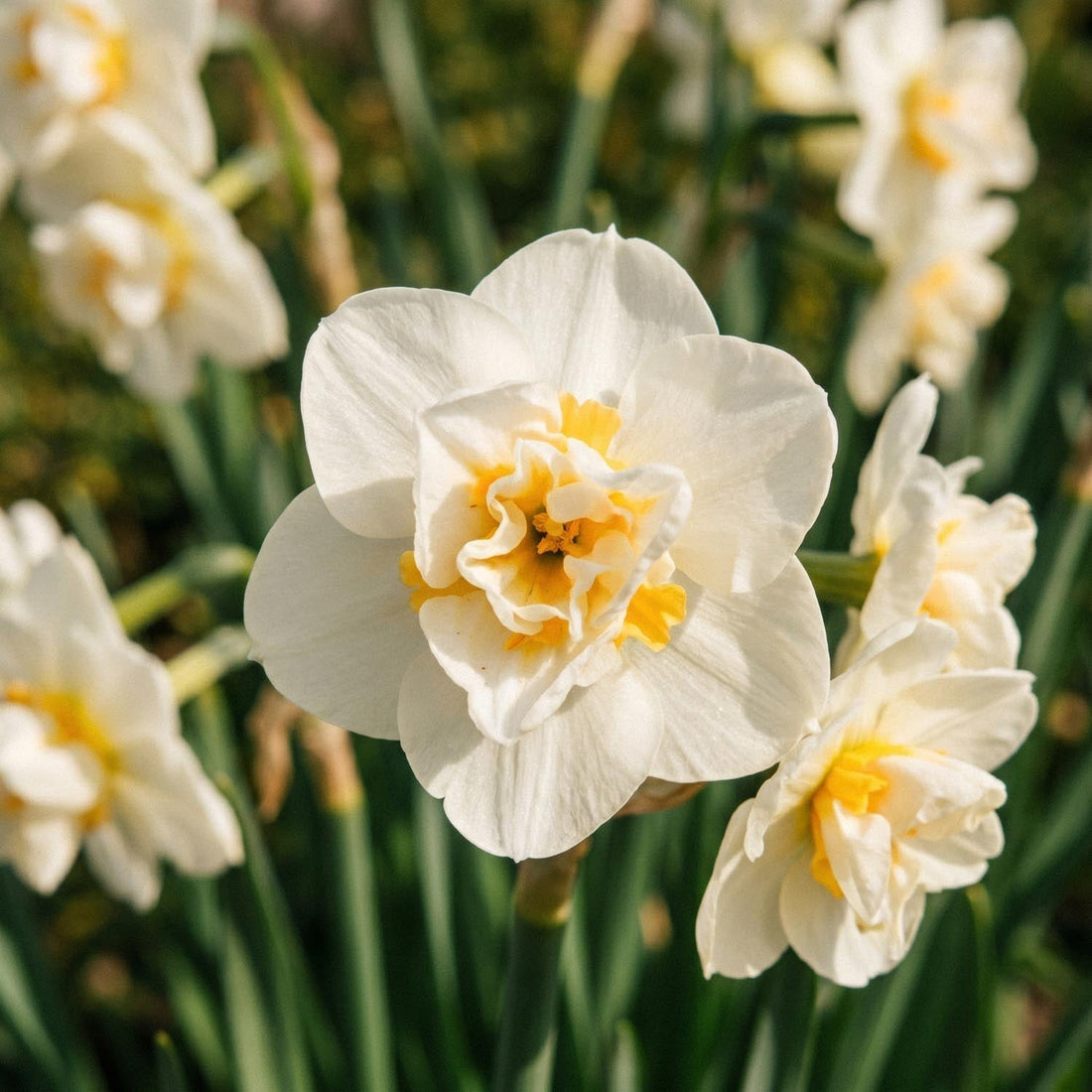 Narzisse, Narcissus 'Cheerfulness'