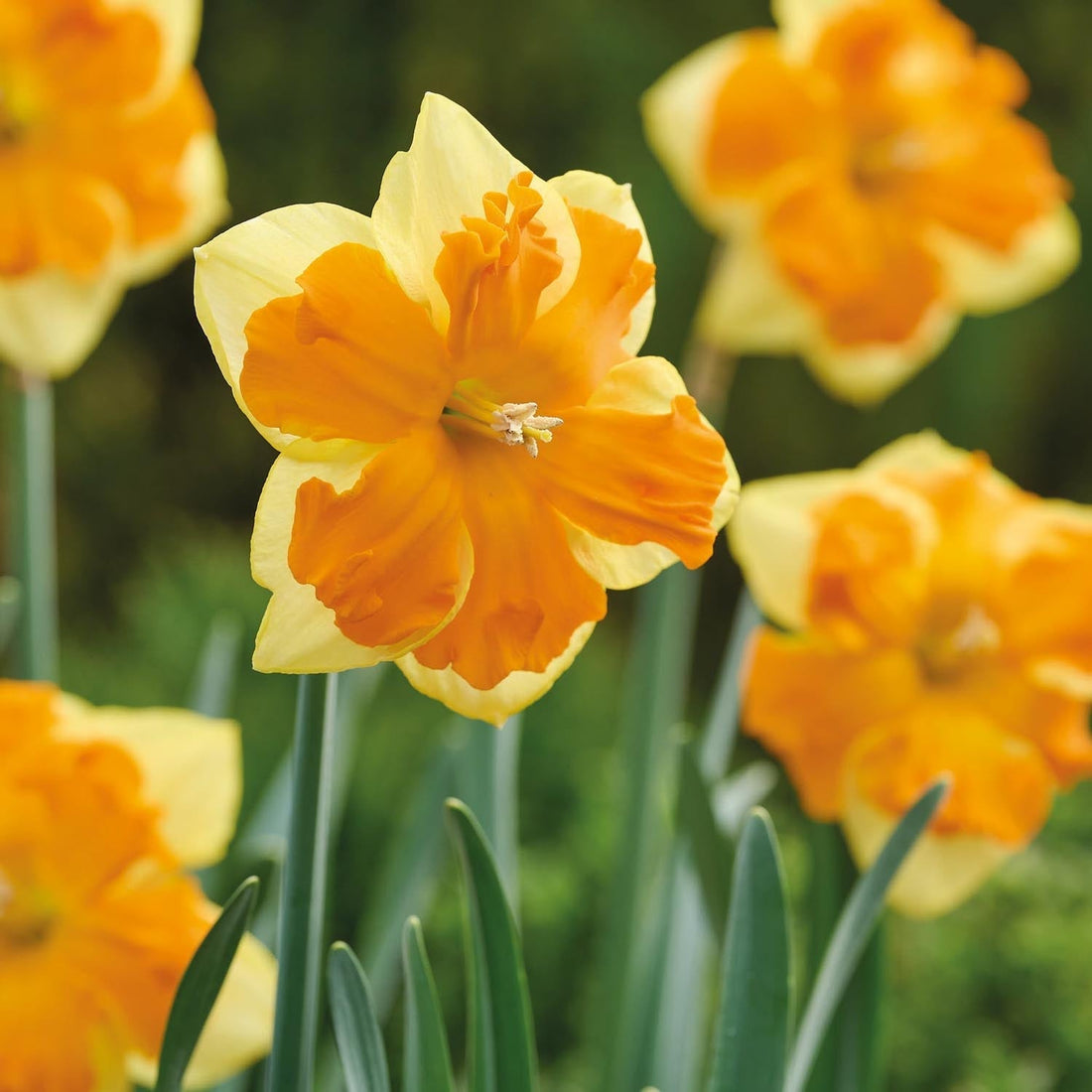 Narzisse, Narcissus 'Congress'