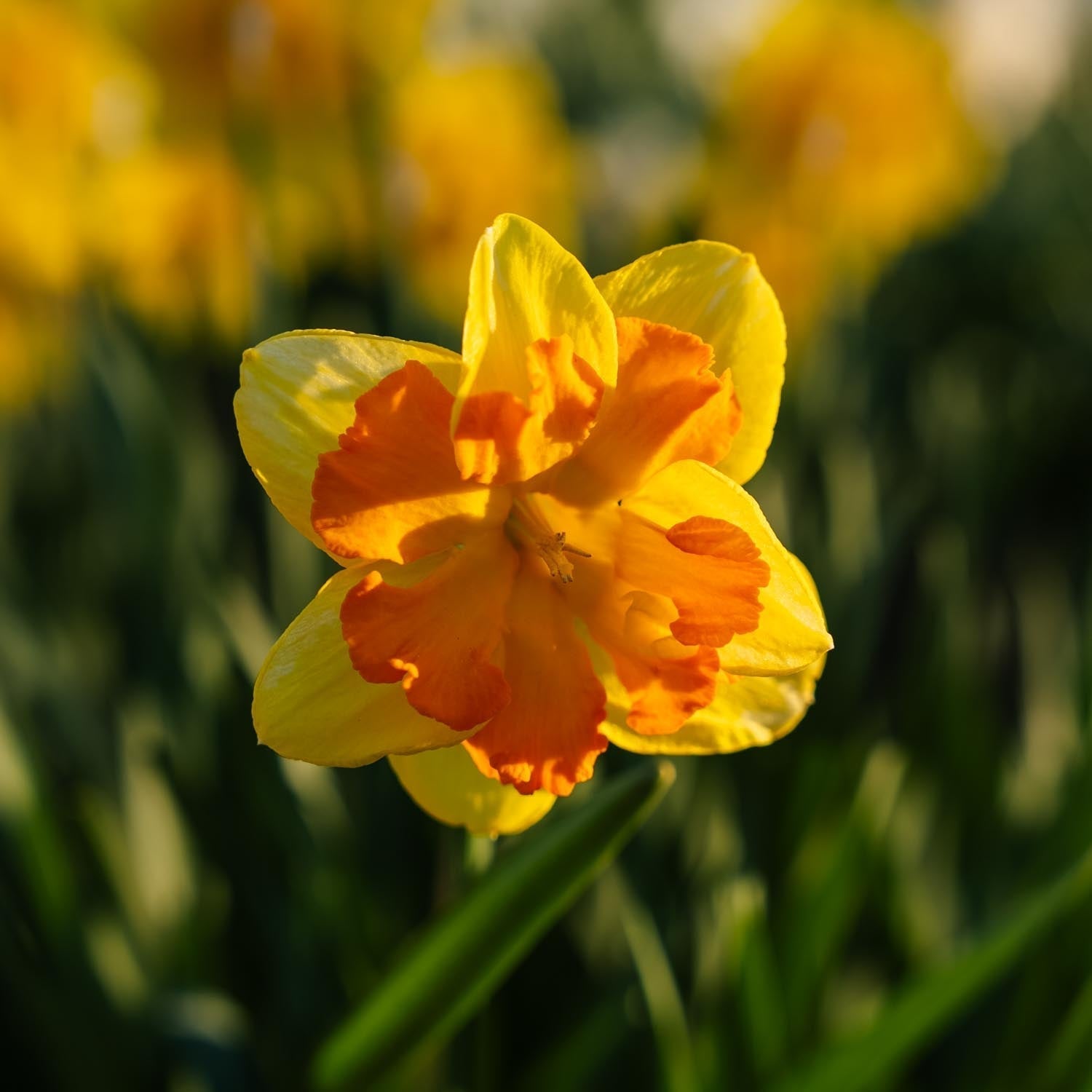 Narzisse, Narcissus 'Congress'