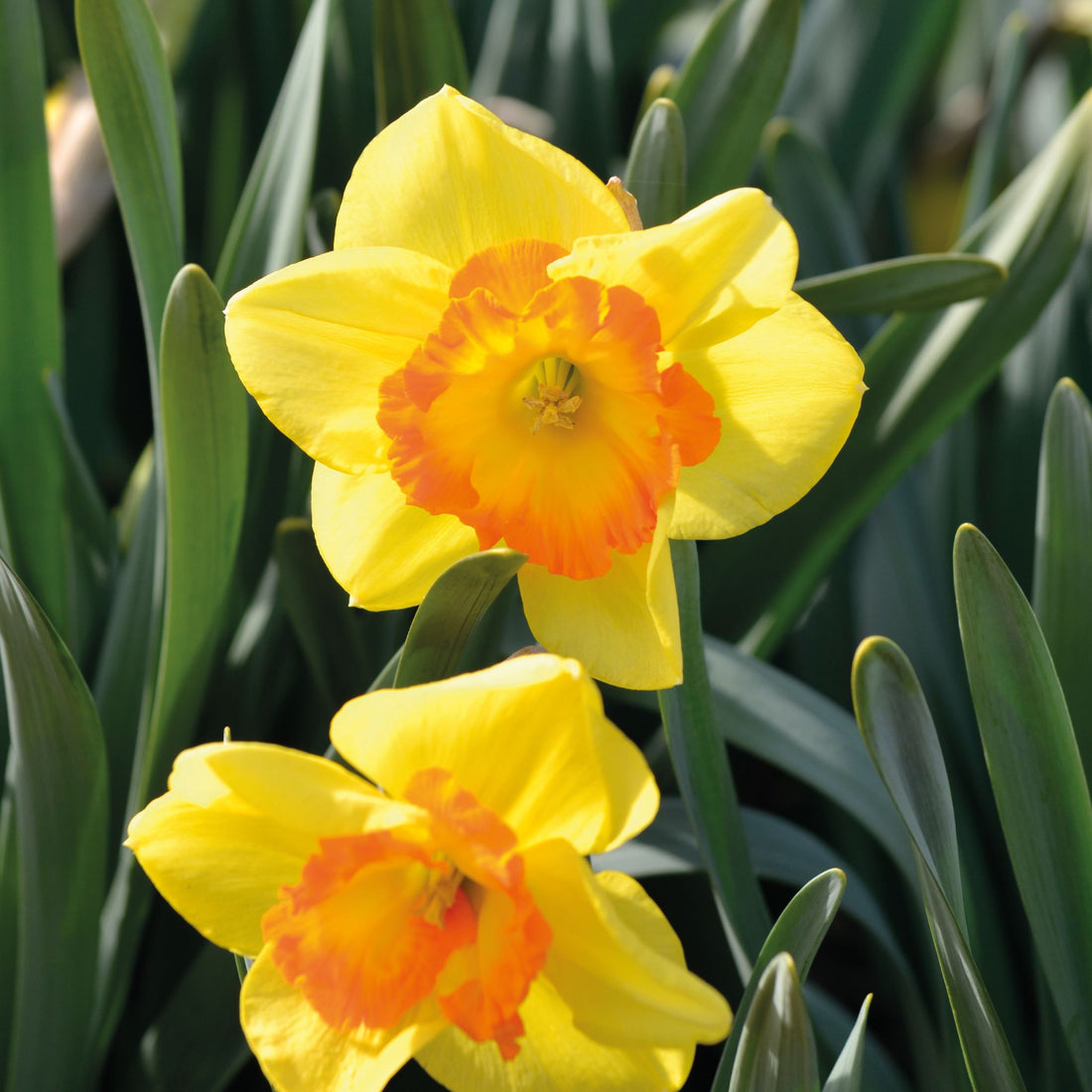 Narzisse, Narcissus 'Delibes'