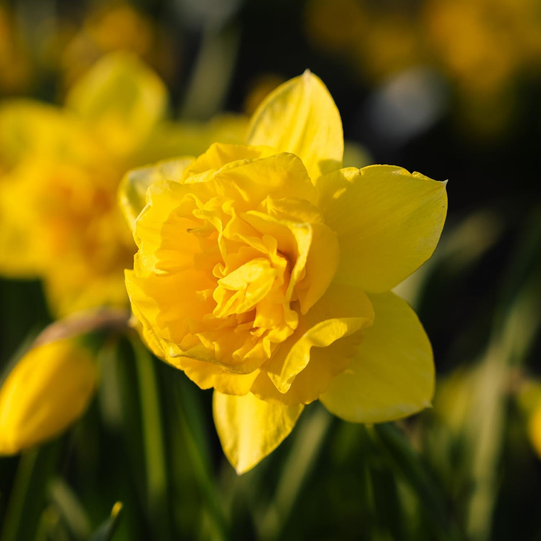 Narzisse, Narcissus 'Dick Wilden'