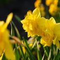 Narzisse, Narcissus 'Dick Wilden'