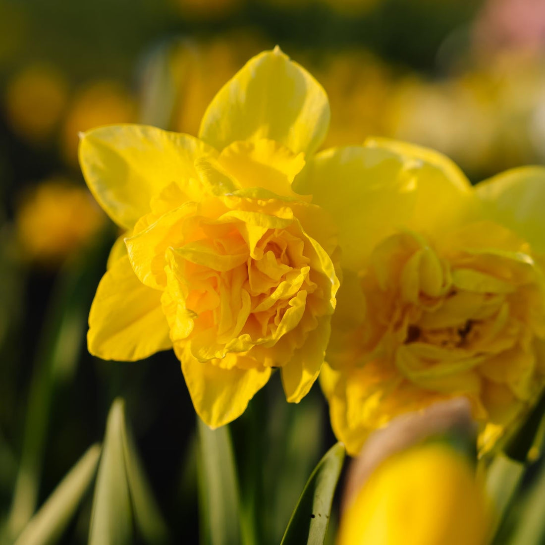 Narzisse, Narcissus 'Dick Wilden'