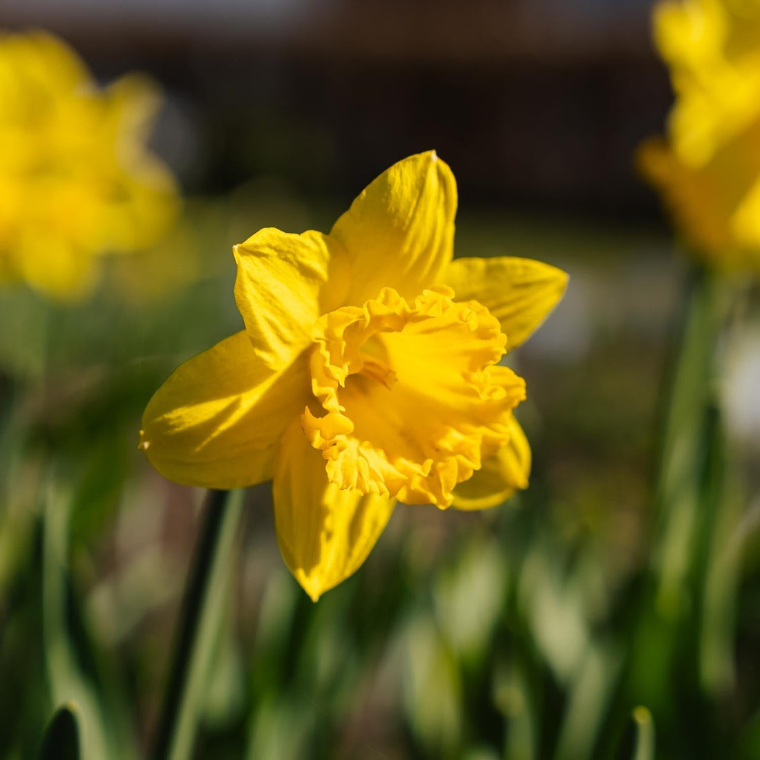 Narzisse, Narcissus 'Dutch Master'