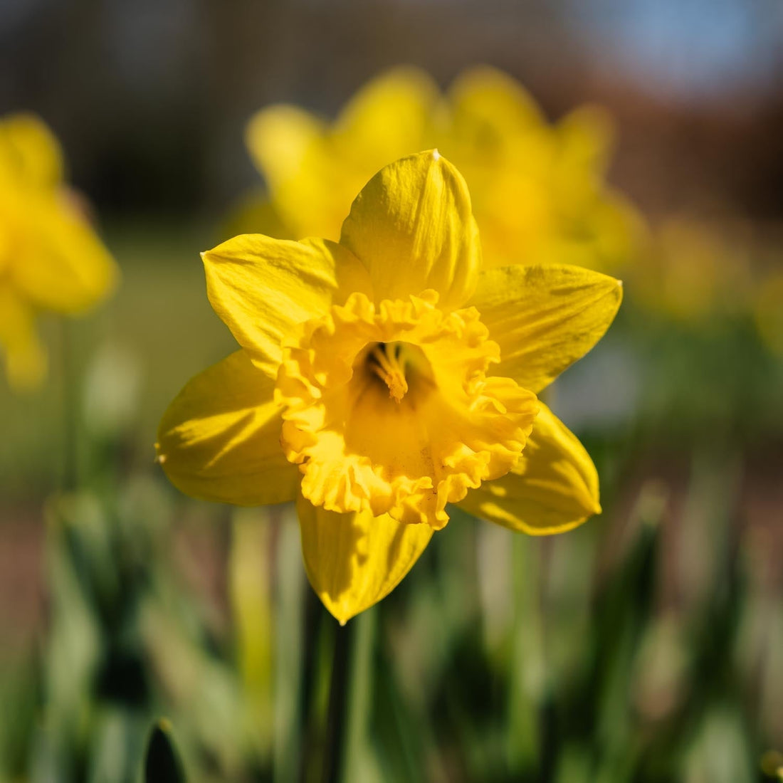 Narzisse, Narcissus 'Dutch Master'