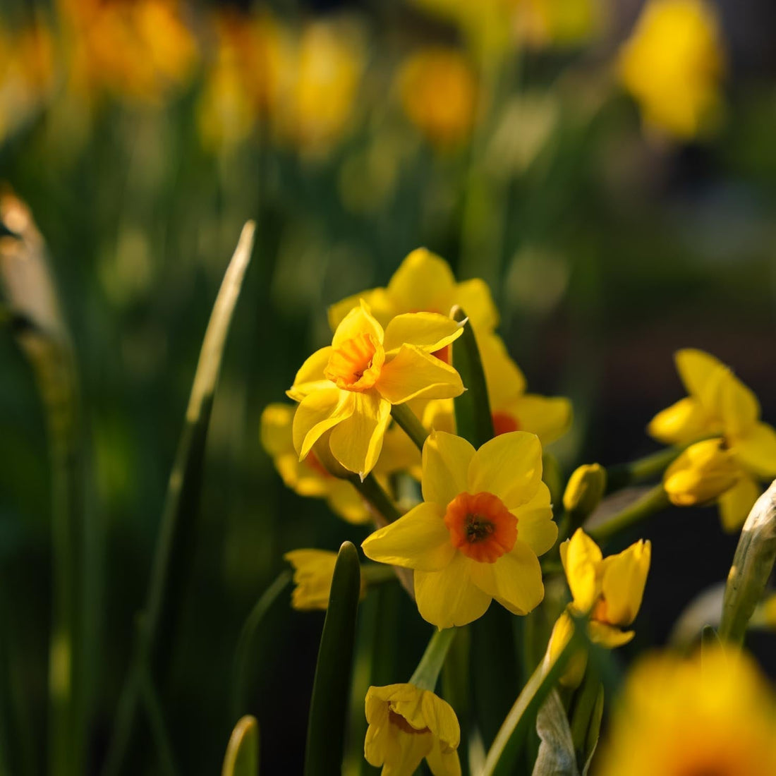 Narzisse, Narcissus 'Falconet'