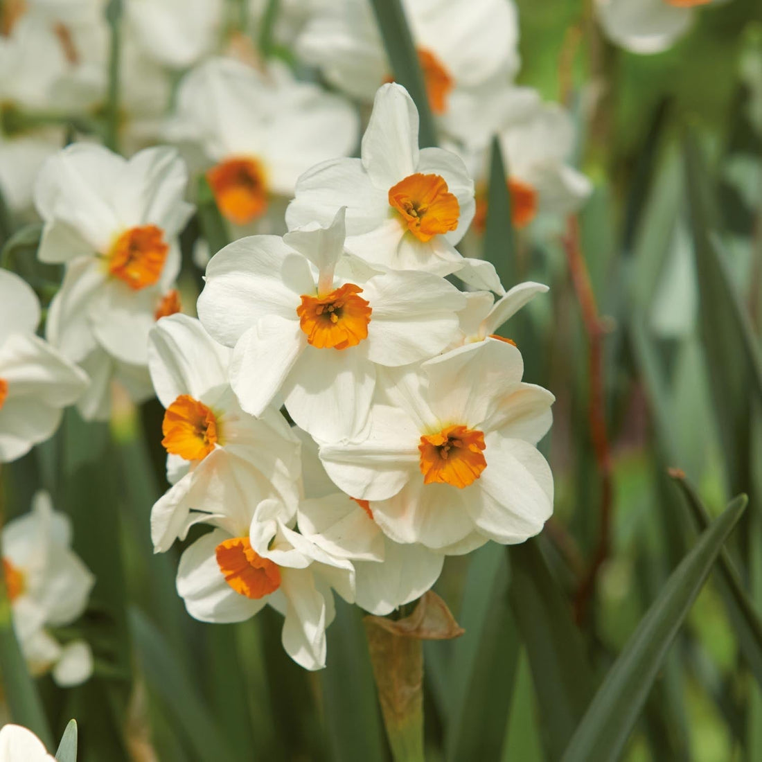 Narzisse, Narcissus 'Geranium'