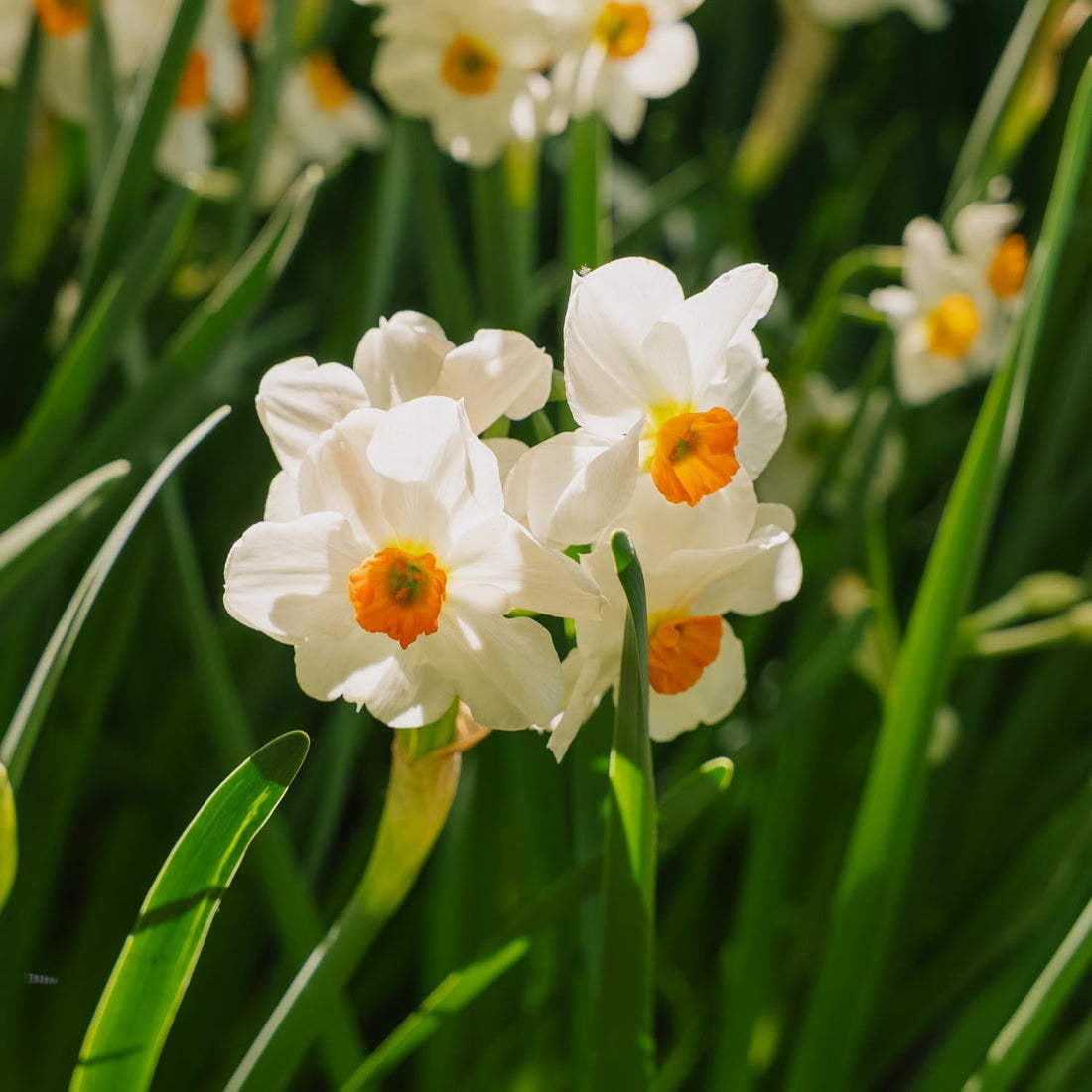 Narzisse, Narcissus 'Geranium'