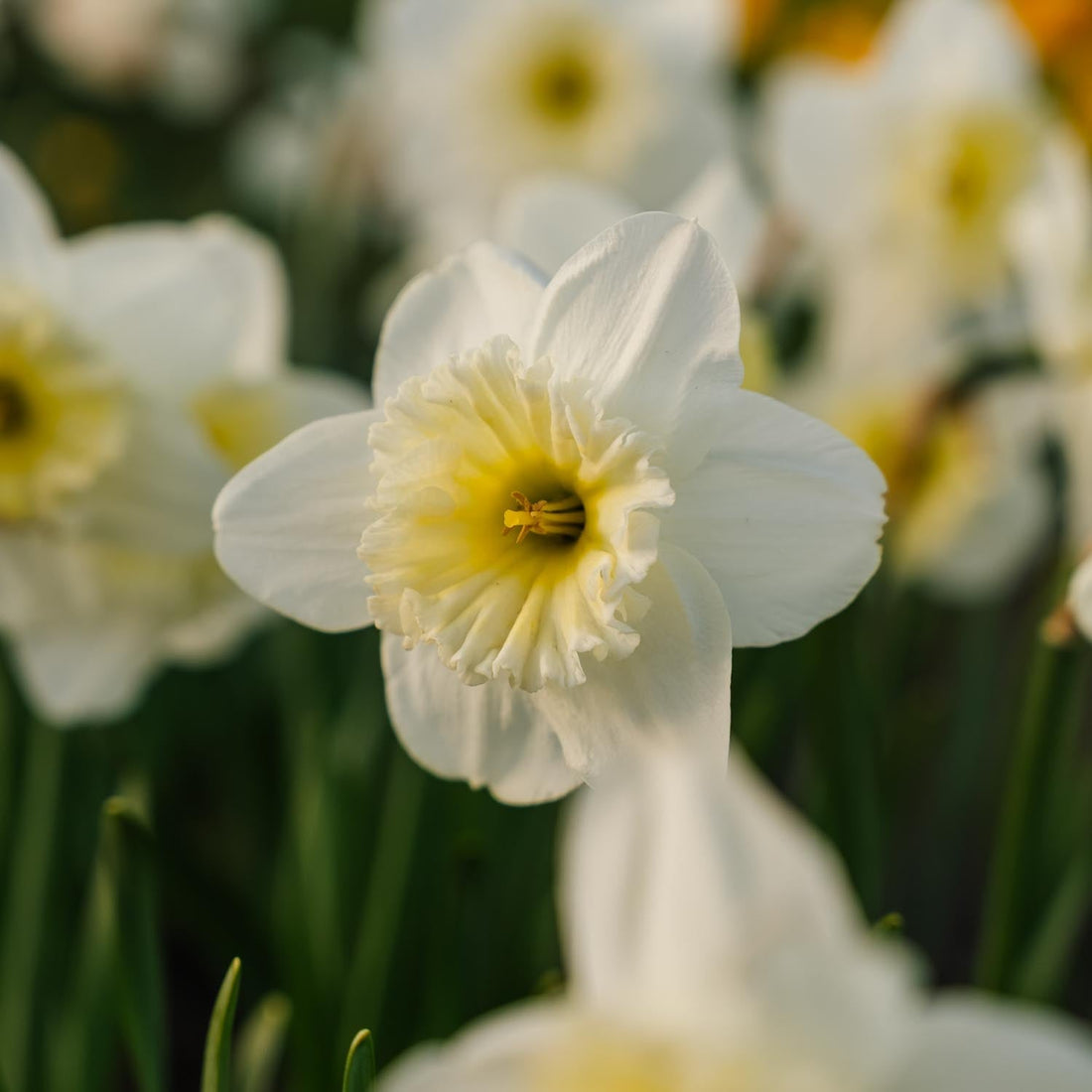 Narzisse, Narcissus 'Ice Follies'