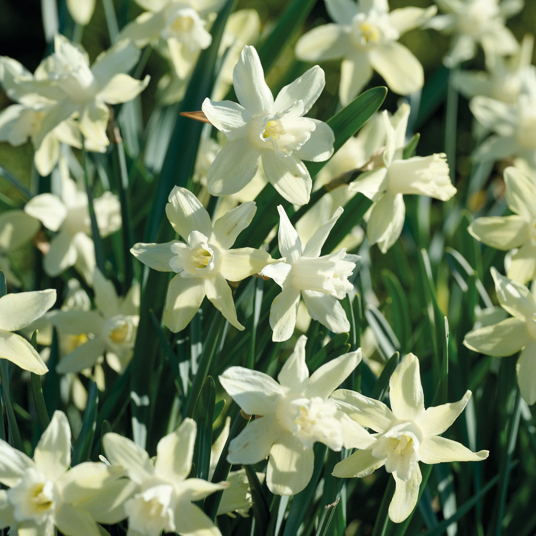 Narzisse, Narcissus 'Iwona'