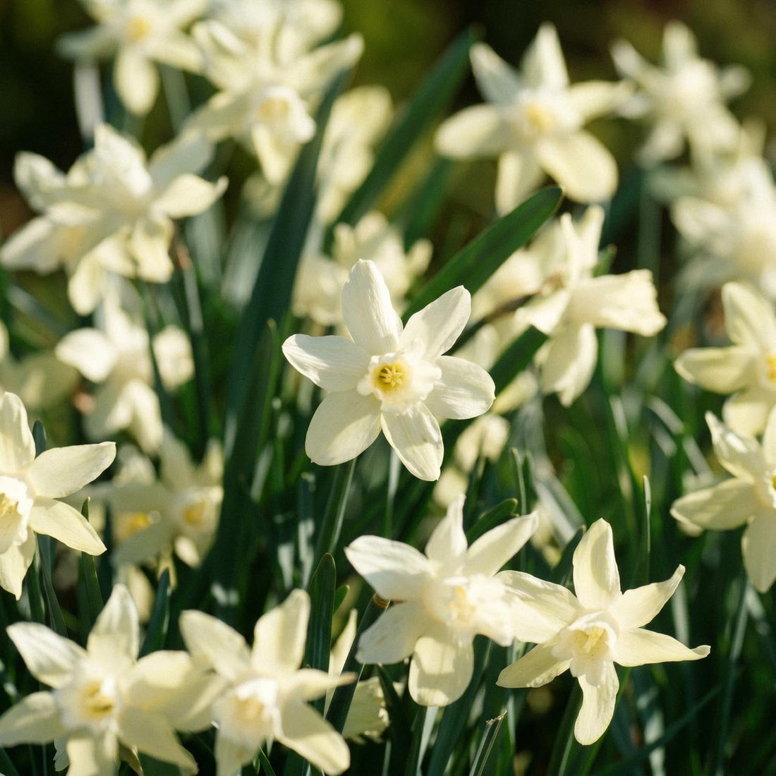 Narzisse, Narcissus 'Iwona'