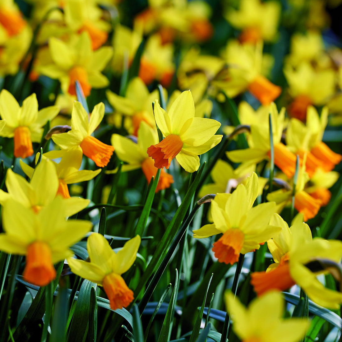Narzisse, Narcissus 'Jetfire'