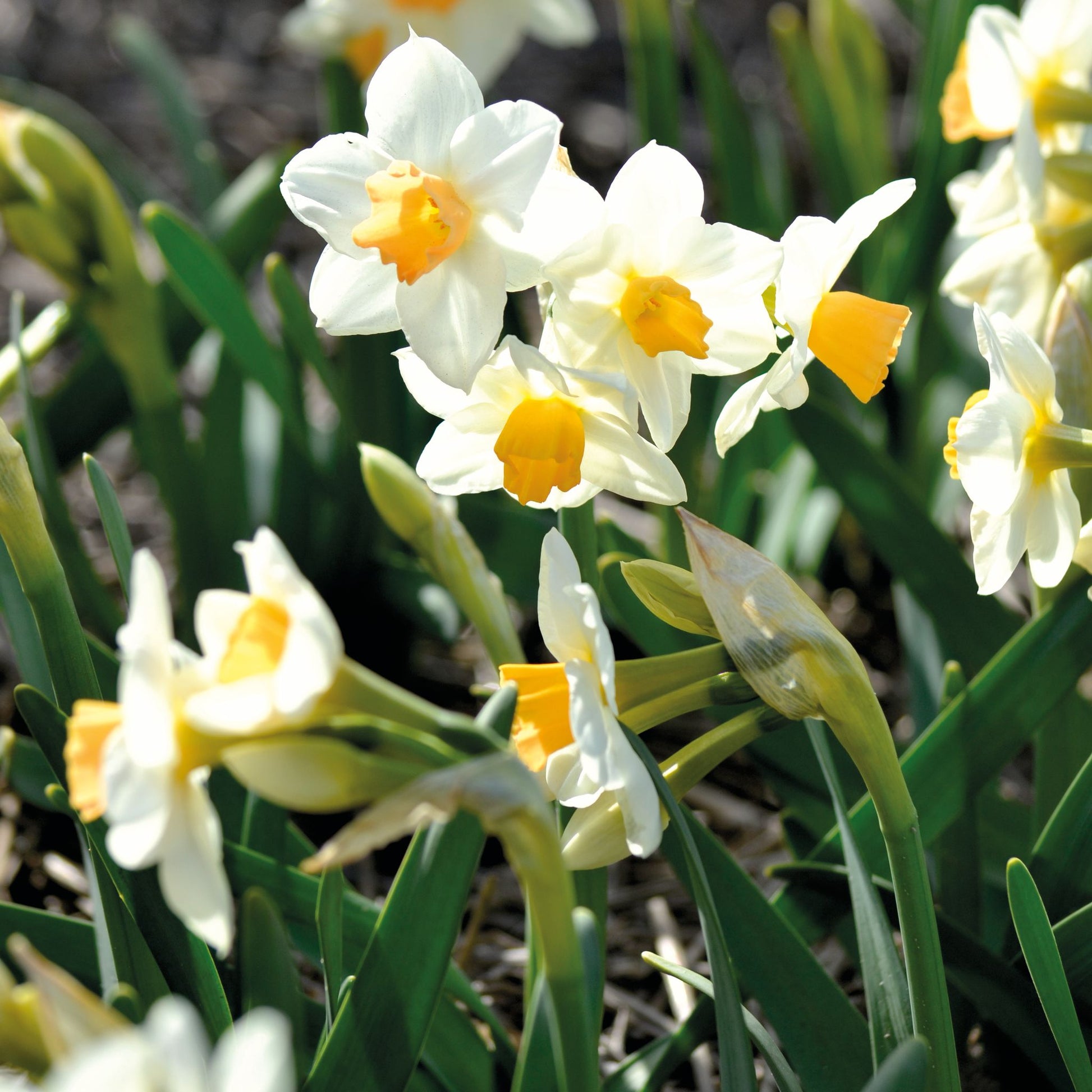 Narzisse, Narcissus 'Kapiti Peach'